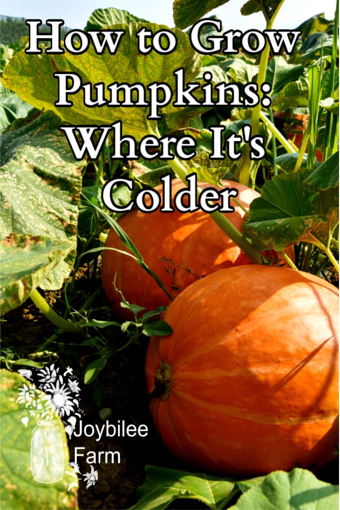 pumpkins in a field