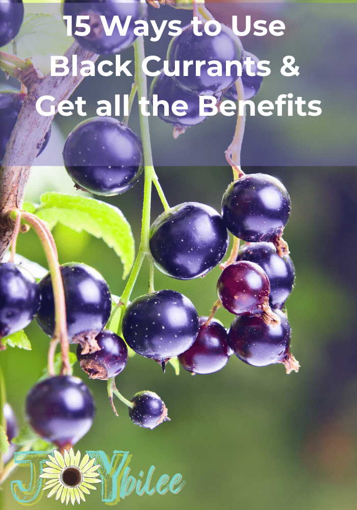 Black currants on the bush dripping with black currant benefits