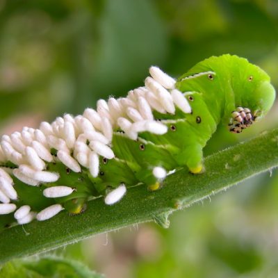 Get Rid of Garden Pests Organically For Bigger Harvests