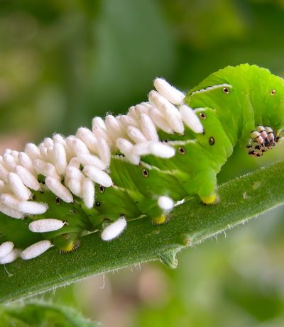 Tomato hornworm with brachonid wasp cocoon
