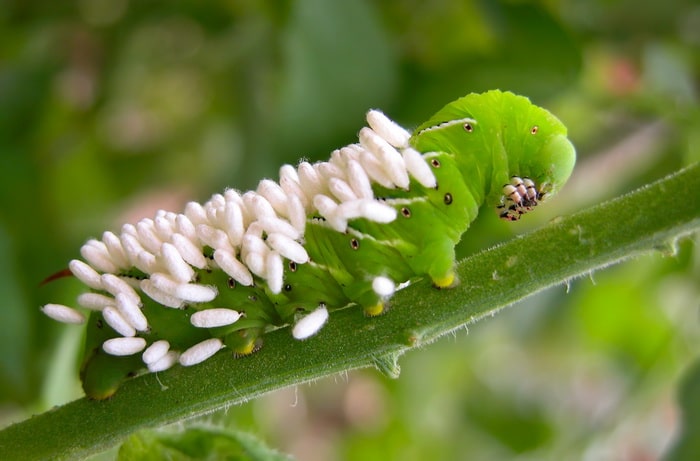 Tomato hornworm with brachonid wasp cocoon