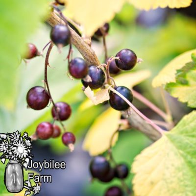 How to Grow Black Currants in Zone 3 for Delicious Berries