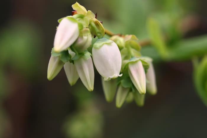 Blueberries in flower