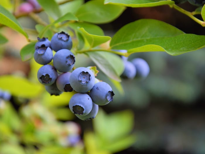 Blueberries on bush