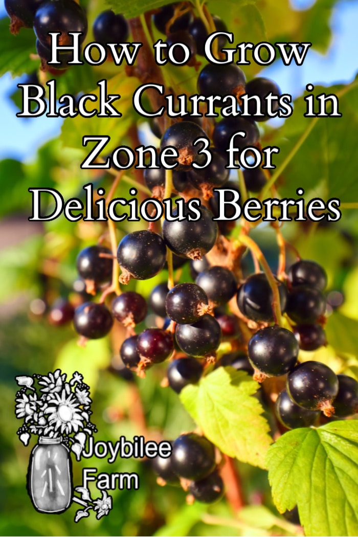 black currants on a bush with sunlight with the text "how to grow black currents in zone 3 for delicious berries"