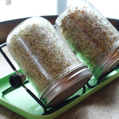 How to Grow Sprouts the Easy Way