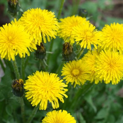 Harvest Dandelion Root Tea from Your Garden For Optimal Wellness