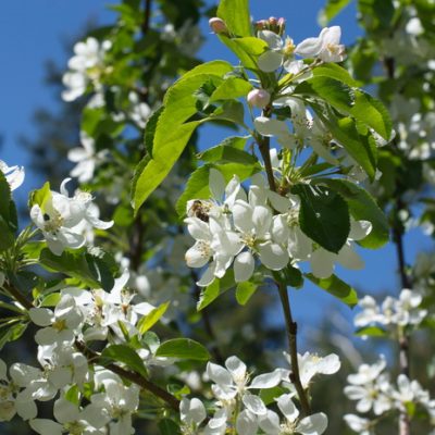 Plant Flowers for Bees to Offer Sequential Bloom Times All Summer Long