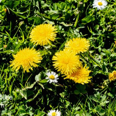 How to Make Dandelion Wine