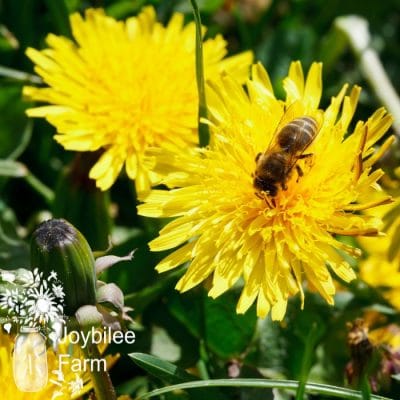 Dandelion Recipes: To Use This Abundant Spring Herb at Home