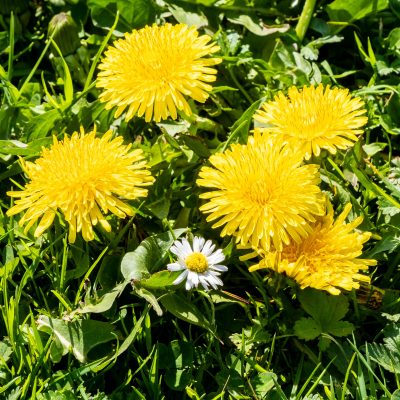 5 Ways to Eat Wild Edibles and Preserve Their Nutrition for Later