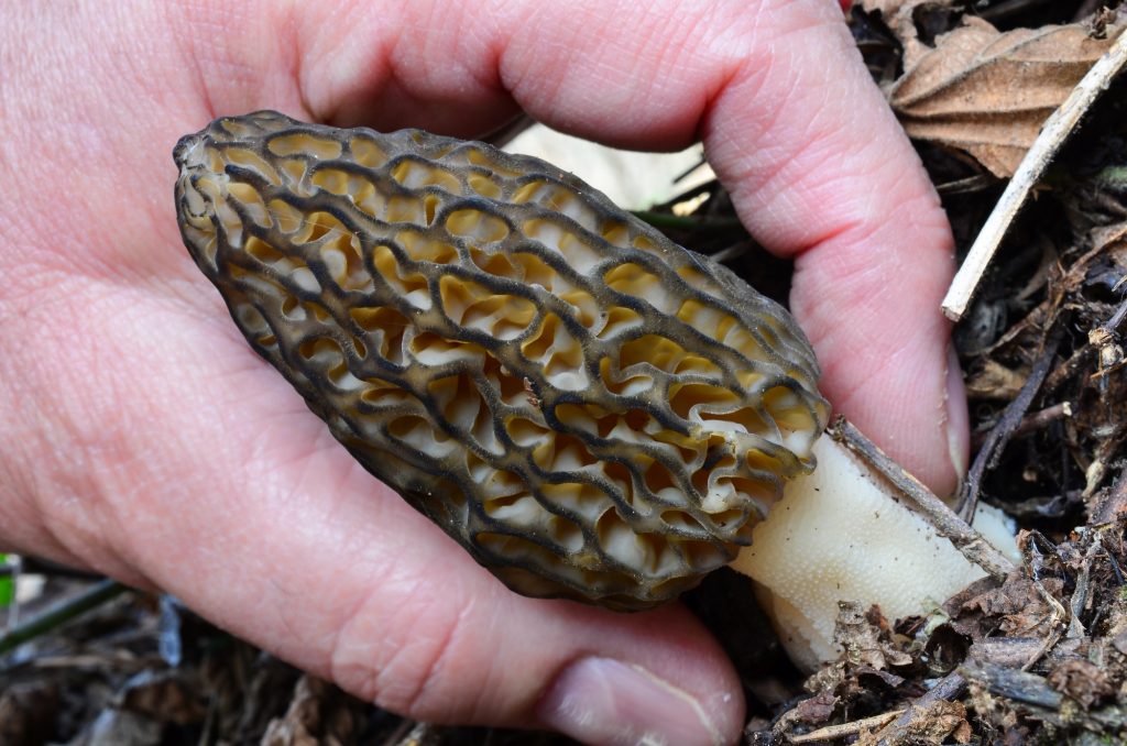 morel mushroom