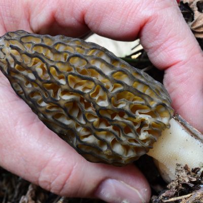 5 Tips for Foraging Mushrooms Safely for Beginners
