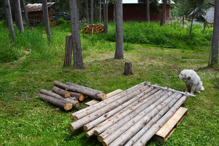 Lodge pole pine logs and dog
