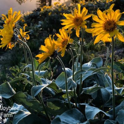 12 Medicinal Wild Herbs to Forage in the Spring