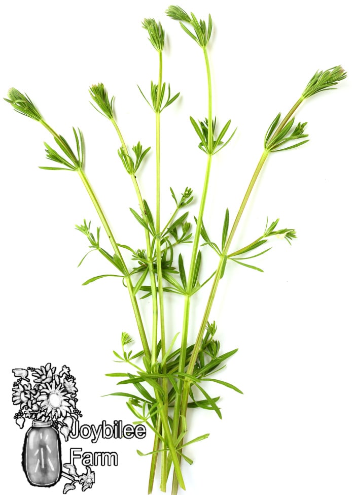 cleavers, a common garden weed but useful wild herb
