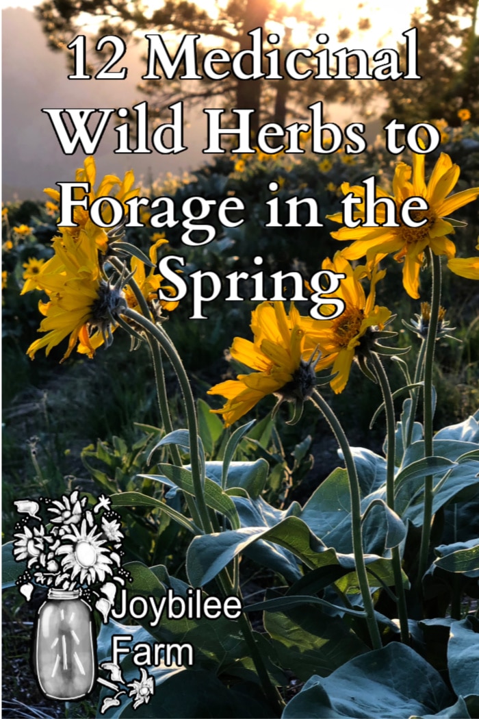 wild arrowleaved balsamroot in evening light, on a hillside.