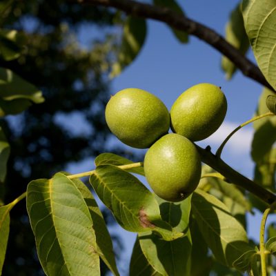 Don’t Compost Those Black Walnut Hulls! Make a Black Walnut Tincture Instead