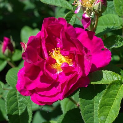 How to make Nourishing and Moisturizing Rose Lip Balm