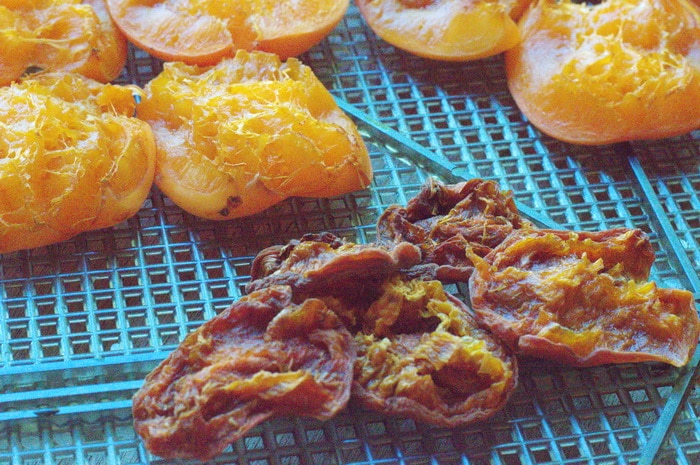 fresh apricots on a dehydrator tray alongside fully dried apricots