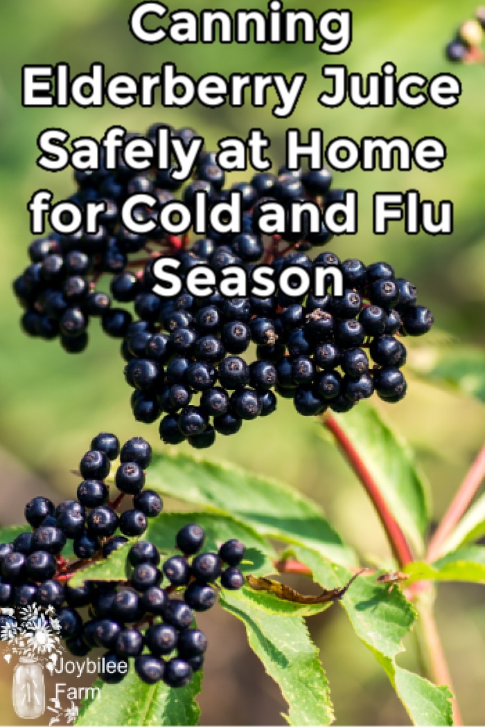 Forest black elderberry, shrub with berries