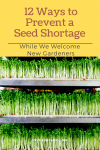 Pea sprouts on racks