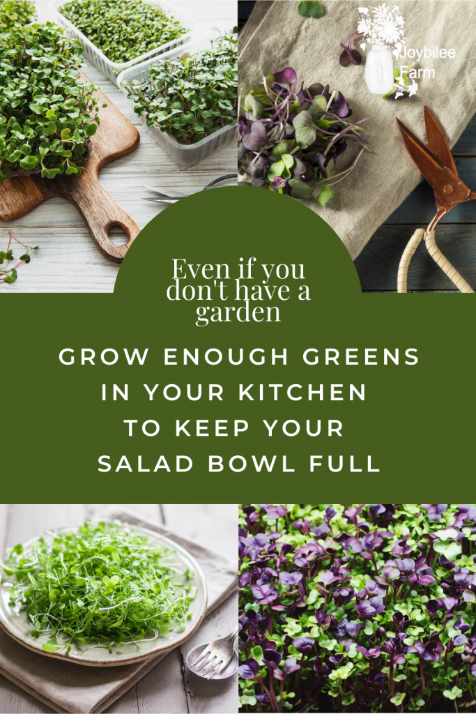 Various colorful microgreens for salad greens