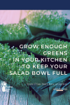 Microgreens growing in trays