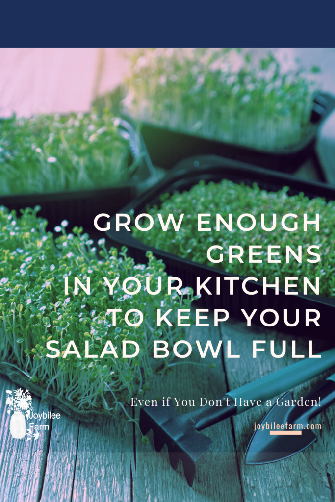 Microgreens growing in trays