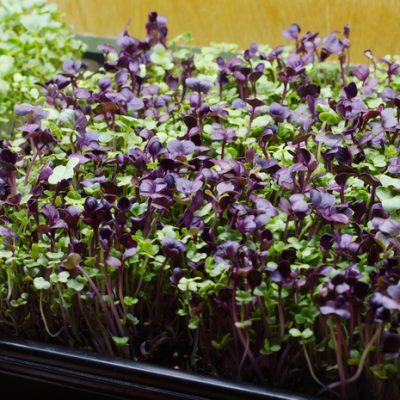 Grow Enough Greens in your Kitchen to Keep Your Salad Bowl Full, Even If You Don’t Have a Garden
