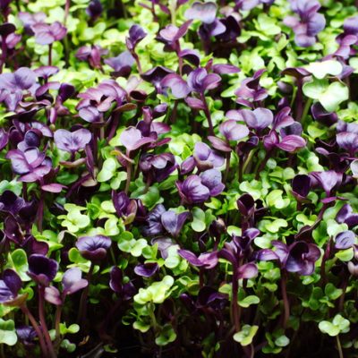 How to Grow Radish Microgreens Even if You Have a Black Thumb