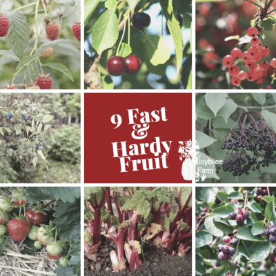 9 Quick Producing Fruit to Grow in Your Edible Garden in  Zone 3
