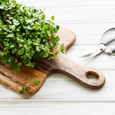 Grow Microgreens Year Round Even If You Have a Black Thumb
