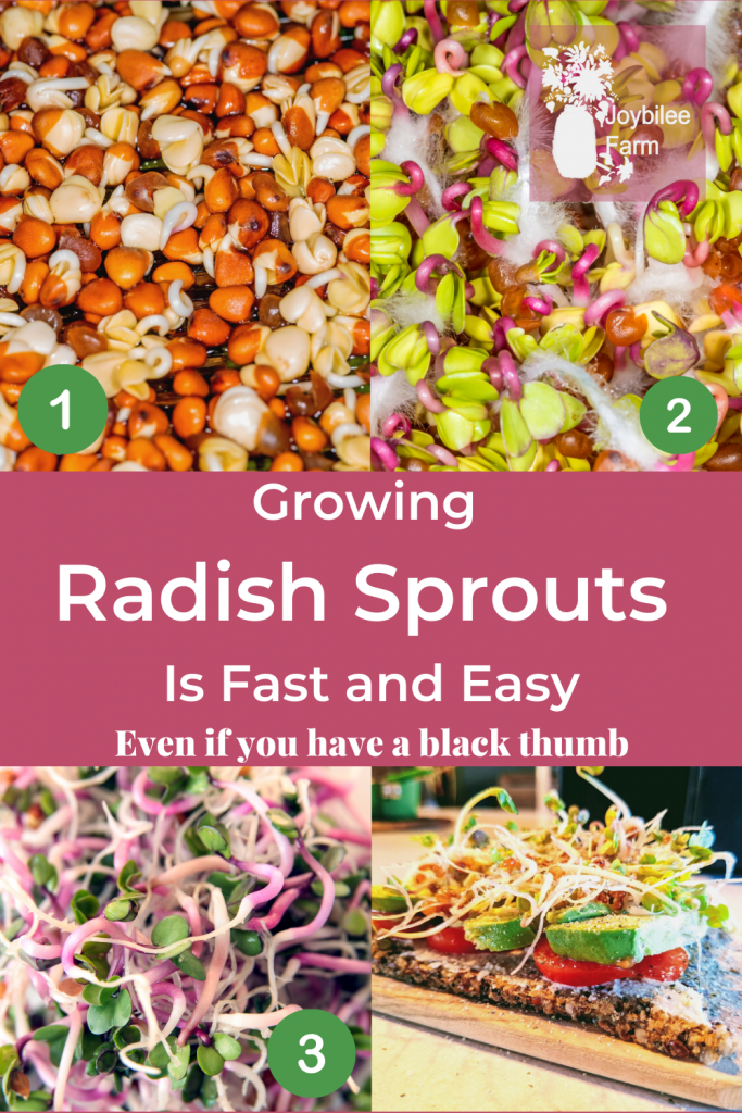 Radish sprouts from seed to sandwich