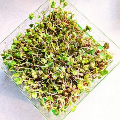 Microgreens Vs. Sprouts: What’s the Real Difference
