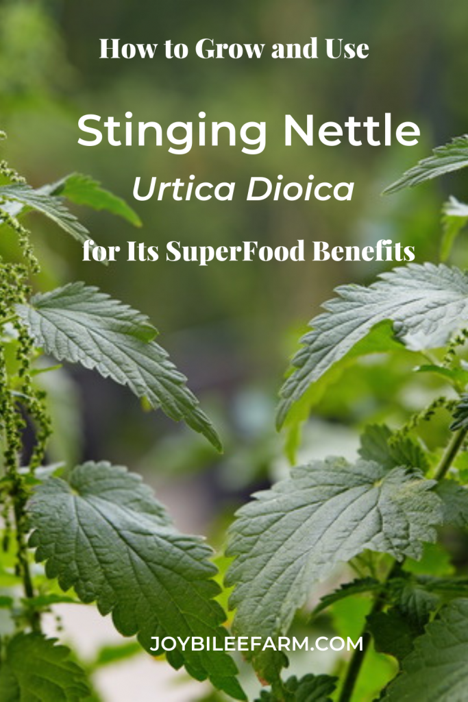 stinging nettles 