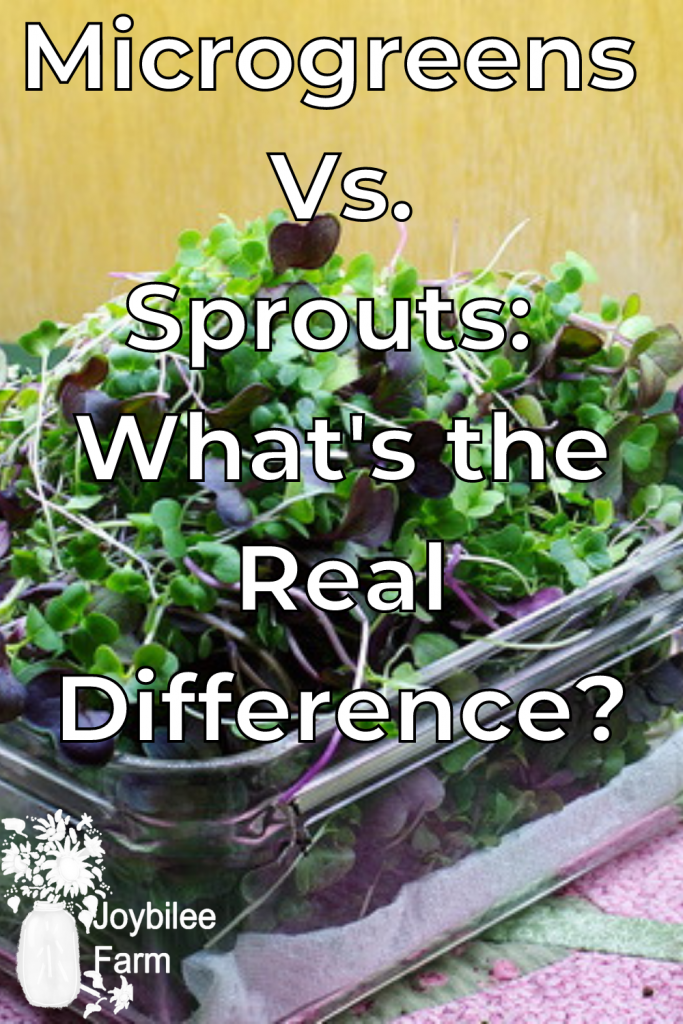 a box of harvested microgreens for the microgreens vs. sprouts taste debate