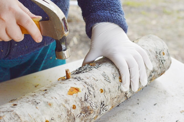 Placing a spawn plug in a drilled hole in an alder log for growing shiitake mushrooms at home