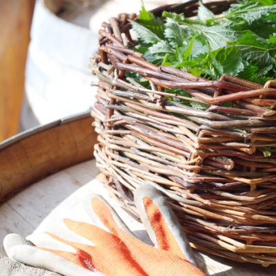 How to Grow and Use Urtica Dioica for Its SuperFood Benefits