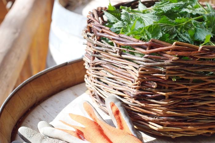 Urtica dioica or stinging nettles is a superfood or a weed depending on your perspective. Learn how to unlock its concentrated nutrition here and expand the ways you bring this nutritional powerhouse to the table or to your herbal apothecary.