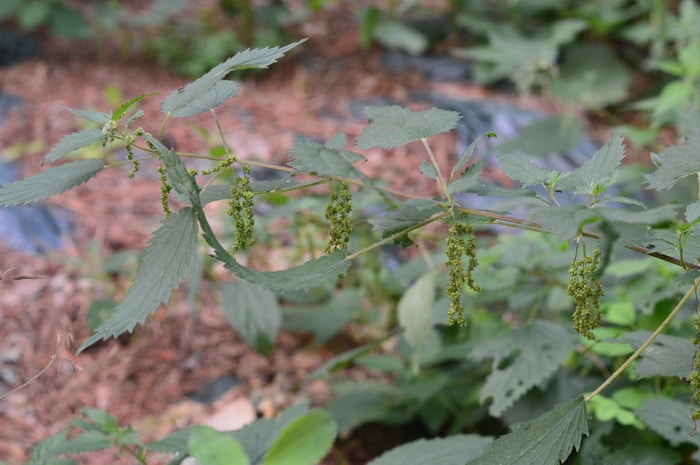 stinging nettles