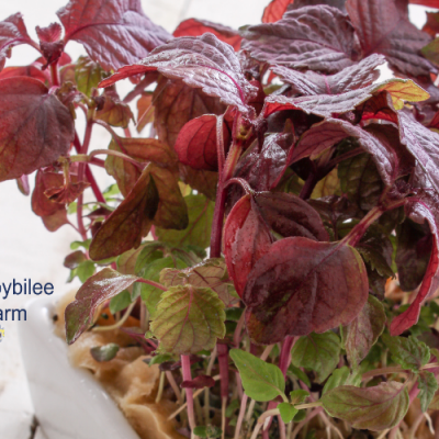 Growing Micro Herbs to Enjoy Fresh Herbs Year Round
