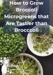 bowls of microgreens on a dark background
