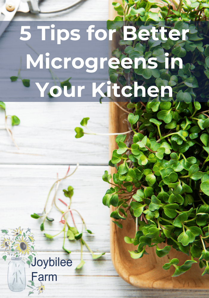 microgreens in a coconut fiber grow tray on a white background