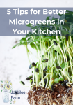 sunflower microgreens on a white background