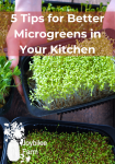 growing microgreens in a black tray