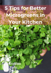 a double handful of green microgreens