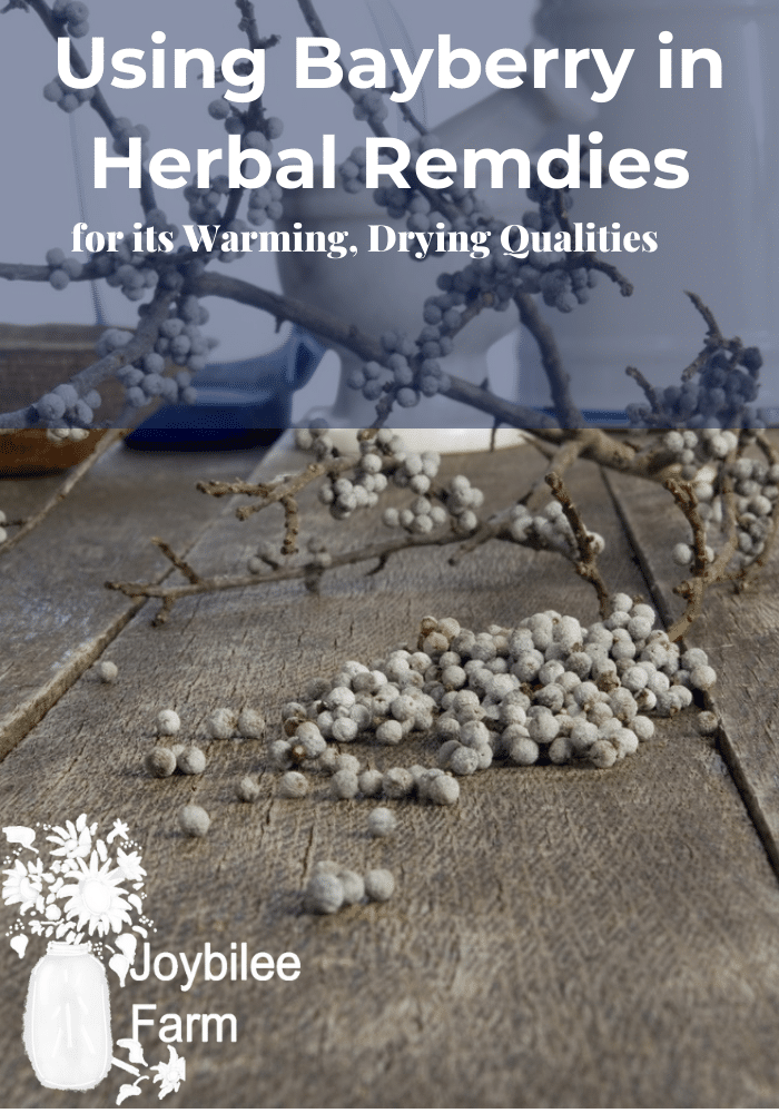 Blue bayberries on winter branches