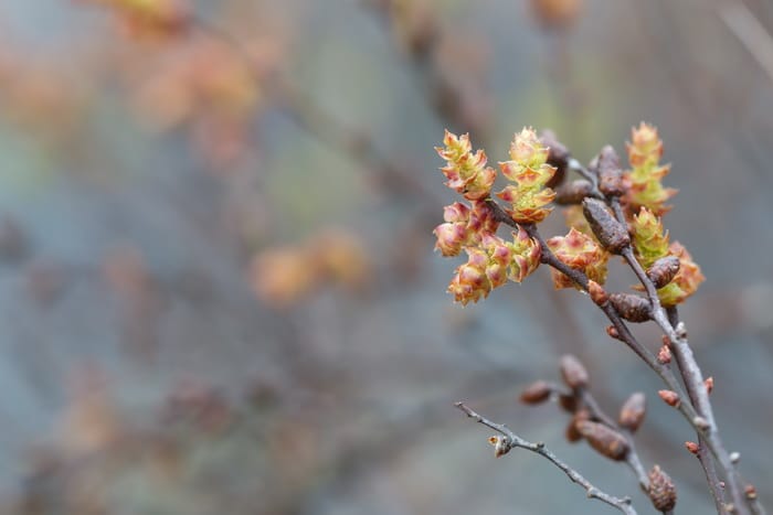 Sweet gale in flower