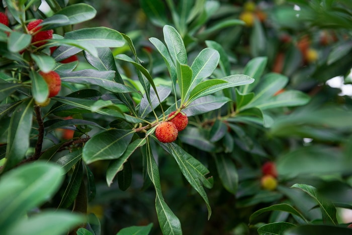 Chinese bayberries on the shrub